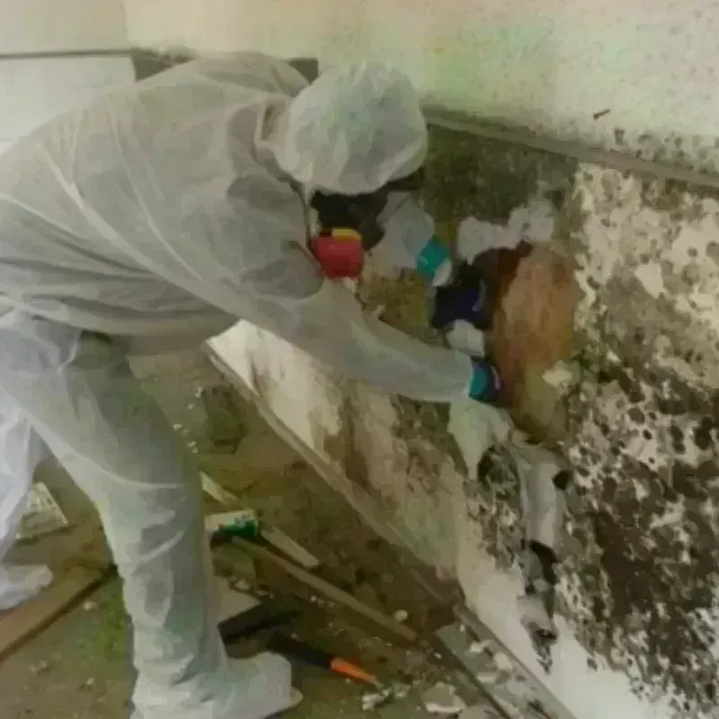 Mold Remediation and Removal in Arnold, CA